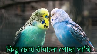 কিছু চোখ ধাঁধানো পোষা পাখি। beautiful pet birds। beautiful love birds। beautiful birds video।