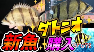 🐯新魚キターー！！🐯黄色いシマシマ！『フォーバーダトニオ購入！』大型魚　アクアリウム