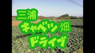 三浦キャベツ畑ドライブ‼