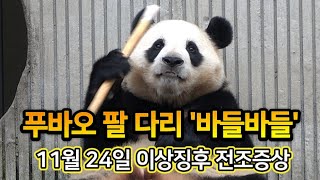 푸바오의 손과 다리 떨림, 단순한 행동이 아니었다면? 11월 24일 푸바오 전조증상 福寶發抖 福宝抽搐发抖