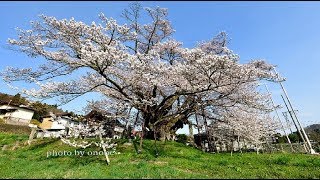 素桜神社 樹齢1200年の神代桜・4K