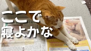 新聞を読もうとするとどうしても邪魔する猫