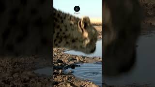 Cheetah Close-Up: Hydrating in Etosha #wildlife #animals #etoshanationalpark #safariadventure