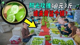 贵族水果沦为地摊货，直接卖10元3斤！阳光玫瑰的落魄谁的错？