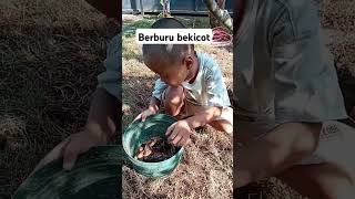 Di tempatku namanya bekicot di tempatku apa nama nya gess #berburu #bolang