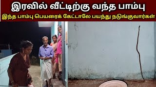 இந்தப் பாம்பை பார்த்து பயம் வேண்டாம் | இது எப்படி சுவர் ஏற பார்க்கிறது பாருங்க! 😱  | Snake_Saga