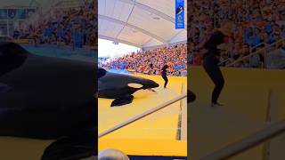 Orca killer whale dance show #dolphindance #killerwhaleshow #viralshort#orca#trendind#shorts#explore