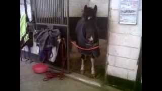 Harry Potter... the naughty attention seeking pony...but we love him.