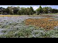 浜名湖ガーデンパークのネモフィラ　　4k（by浮世蜻蛉）