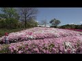 浜名湖ガーデンパークのネモフィラ　　4k（by浮世蜻蛉）