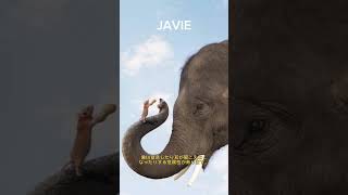 なぜ象はネズミが怖いのか。| 多分あなたは知らない 304 #javie #shorts