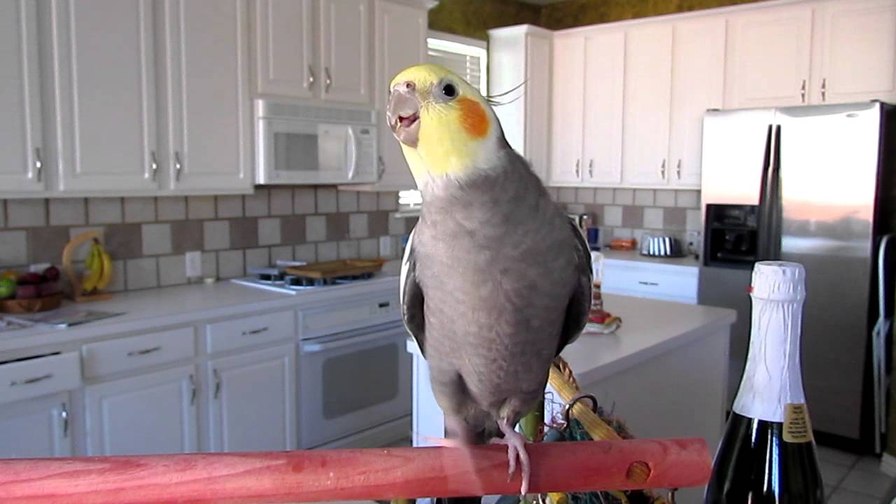 Cockatiel Whistling 2 Youtube