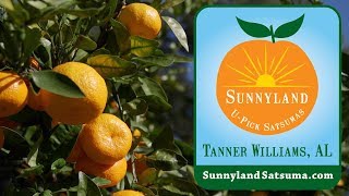 A day at the Sunnyland Satsuma Farm