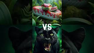 Black Panther vs Orange Animals (Red Fox, Orca, Chimpanzee)