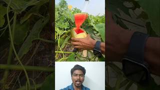 Gold watermelon 👍 #tropicalfruit #cultivationking #cultivationpower #fruit  #agriculture  #farming 🤔