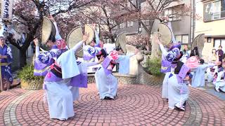 湘南なぎさ連  あたみ桜 第9回糸川桜まつり 糸川ドラゴン橋 演舞