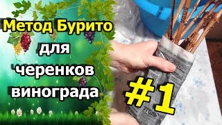 🍇Метод Буррито (Бурито) – необычный способ размножения винограда. Укоренение черенков винограда.