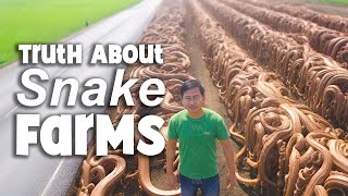 Millions of Snakes Milked for Medicine: Inside China's Thriving - Snake Farm Empire