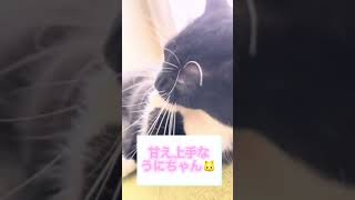 かーちゃんへの甘え方が反則過ぎる猫 #shorts