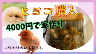 ヒヨコの飼い方！家の作り方