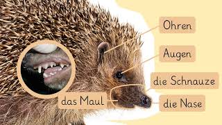 Der Igel - Aussehen und Verhalten einfach erklärt | sofatutor