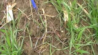 Crop Watch North: Sterile brome control