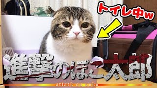 トイレの時だけ面構えが違う子猫【スコティッシュフォールド】【Scottish Fold】