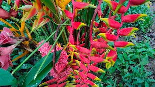 HARVESTING HELICONIA FLOWERS FOR CHAPEL DECORATION