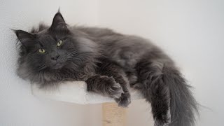 愛され上手なイケメン猫現る！！【ノルウェージャンフォレストキャット】