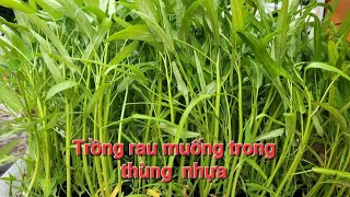 Trồng rau muống trong thùng nhựa , thật đơn giản mà lại nhanh chóng được thu hoạch .