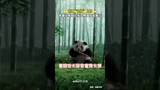 官宣！网红大熊猫 “花花” 任成都文旅荣誉局长，网友：要尊称“花局” ！#熊猫花花 #panda