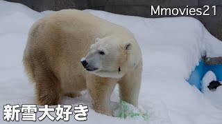 Polar Bear Candy 雪に埋もれて遊ぶホッキョクグマ キャンディ