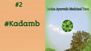 #Kadamba tree #कदम्ब #Burflower tree # AyurvedicMedicinal tree