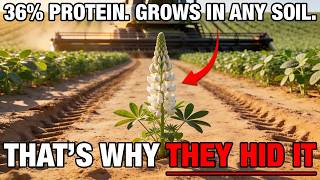 36% Protein. Grows In Any Soil. Why Did The Soy Industry Erase It?