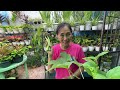 magtanim tayo ng okra sariwang gulay mula sa hardin okra planting tutorial haydee s garden