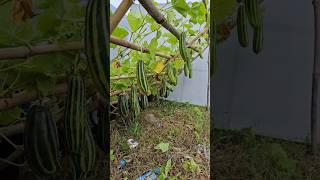 Episode 112  How to grow vegetables easily​​ ,​Grow cucumbers in plastic containers​