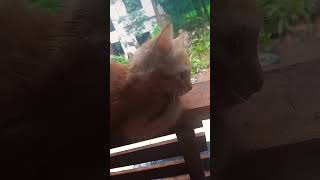 എന്നാലും അവൾ എന്നെ ഇഷ്ടമല്ല എന്ന് പറഞ്ഞല്ലോ🐱😒#short#viral#funny cat#utube