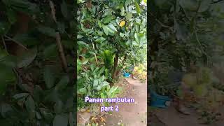 Proses pengikatan rambutan