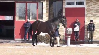 ローズキングダム(Rose Kingdom)-ブリーダーズスタリオンS種牡馬展示会2016