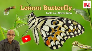 Lemon Butterfly Papilio demoleus: Top 10 Facts You Never Knew