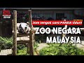 Celebrate Your Birthday with Panda at Zoo Negara Malaysia! Get a Free Admission