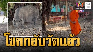 เที่ยวนานไปแล้ว! โชค หมูป่าตัวแสบหนีจากวัด เจ้าอาวาสห่วงสั่งต้อนกลับ | ข่าวอรุณอมรินทร์ | 30/1/68