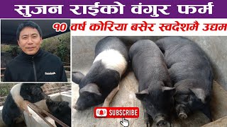 १० बर्ष काेरियामा काम गरि स्वादेशमै बंगुरपालनमा रमाएका सुजन राई । Best integrated pork farming.