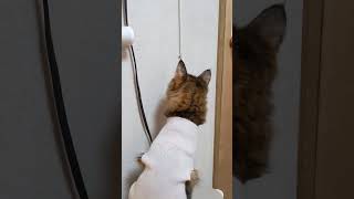 😺クモを発見したクゥちゃん　その１ #猫動画