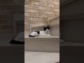 絵になる2人 保護猫 子猫 ねこのいる生活