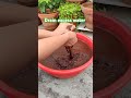 how to prepare coco peat shorts cocopeat gardening plants