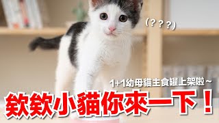 【好味小姐】欸欸小貓你來一下！1+1幼母貓主食罐上架啦～｜好味商店EP19