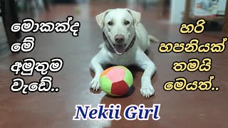 මොකක්ද මේ අමුතු වැඩේ..? | Nekii Girl | Nekii the Smart Dog