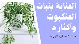 طريقة العناية بنبات العنكبوت Chlorophytum واكثاره.