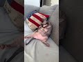 #sphynx #cat #catsoftiktok #fypシ #foryou #foryou #chonky #trending